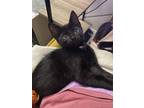 Adopt Howl a All Black Domestic Shorthair / Domestic Shorthair / Mixed cat in