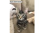 Adopt Ryan a Gray or Blue Domestic Shorthair / Domestic Shorthair / Mixed cat in