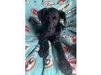 Adopt Raven a Black Labrador Retriever / Poodle (Standard) / Mixed dog in Yuba