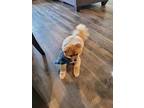 Adopt Teddy a Tan/Yellow/Fawn Pomeranian / Mixed dog in Waxahachie