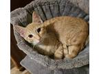 Adopt Tinky Winky a Orange or Red Tabby Domestic Shorthair (short coat) cat in