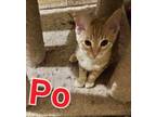 Adopt Po a Orange or Red Tabby Domestic Shorthair (short coat) cat in oceanside