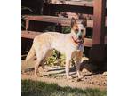 Adopt Winnie a Red/Golden/Orange/Chestnut Australian Cattle Dog / Mixed dog in