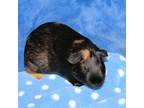 Adopt Nova a Guinea Pig small animal in Decatur, GA (39158079)