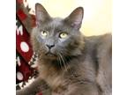 Adopt Wally a Gray or Blue Domestic Mediumhair (medium coat) cat in Seminole