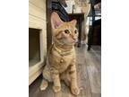 Adopt Mariachi a Spotted Tabby/Leopard Spotted Domestic Shorthair / Mixed cat in