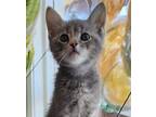 Adopt Tinkerbell a Gray, Blue or Silver Tabby Domestic Shorthair (short coat)