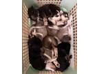 Adopt Manhattan's Puppies a Tricolor (Tan/Brown & Black & White) Husky /