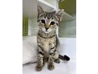 Adopt Gretel a Brown Tabby Domestic Shorthair / Mixed cat in Youngsville