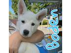 Adopt Boden a White - with Tan, Yellow or Fawn Siberian Husky / Mixed dog in