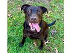 Adopt Jax a Australian Shepherd / Labrador Retriever / Mixed dog in Barrington