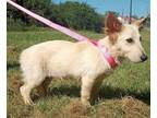 Adopt Bonnie a Tan/Yellow/Fawn Shepherd (Unknown Type) / Retriever (Unknown