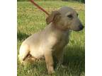 Adopt Clyde a Tan/Yellow/Fawn Shepherd (Unknown Type) / Retriever (Unknown Type)