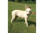 Adopt Uno a White Shepherd (Unknown Type) / Mixed dog in Moultrie, GA (39157960)