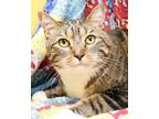 Adopt Penelope a Tan or Fawn Tabby Domestic Shorthair (short coat) cat in
