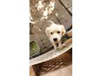 Adopt Dudley a Tan/Yellow/Fawn Golden Retriever / Australian Cattle Dog / Mixed