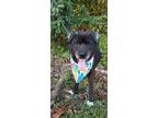 Adopt Ruth Ann a Collie / Mixed dog in Darlington, SC (39141856)