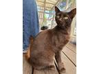 Adopt Baker a Burmese / Mixed cat in Atascadero, CA (39157834)