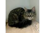 Adopt 17683 a Brown or Chocolate Domestic Mediumhair / Mixed cat in