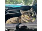 Adopt Maevis a Tortoiseshell Domestic Shorthair / Mixed cat in Harrisonburg
