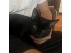 Adopt Midnight a All Black Domestic Shorthair / Mixed cat in Harrisonburg