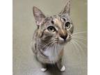Adopt Luna a Gray or Blue Domestic Shorthair / Mixed cat in Harrisonburg