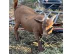 Adopt 54015170 a Goat / Goat / Mixed farm-type animal in Red Bluff