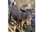 Adopt 54015179 A Goat / Goat / Mixed Farm-type Animal In Red Bluff