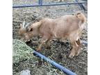 Adopt 54018749 A Goat / Goat / Mixed Farm-type Animal In Red Bluff