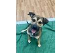 Adopt Monty a Brown/Chocolate Rhodesian Ridgeback / Mixed dog in Daytona Beach