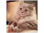 Adopt George a Gray, Blue or Silver Tabby Persian / Mixed (long coat) cat in