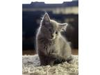 Adopt Kitten in Kenai - Melman a Gray or Blue Domestic Mediumhair (medium coat)