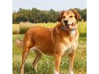 Adopt Charly FKA Prairie a Tan/Yellow/Fawn Collie / Mixed dog in St.Jacob
