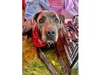 Adopt Preacher a Cane Corso / Mixed dog in Germantown, OH (39080368)