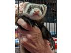 Adopt Clyde a Ferret small animal in Phoenix, AZ (39131037)