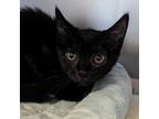 Adopt Foxie Loxi a All Black Domestic Shorthair / Mixed cat in Newark