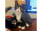 Adopt Andi a All Black Domestic Shorthair / Mixed cat in Newark, DE (39157664)