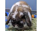 Adopt Floppster a Lop, English / Mixed rabbit in Warrensburg, MO (39157656)