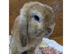 Adopt Teddy a Mini Lop / Mixed rabbit in Warrensburg, MO (39157654)