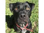 Adopt Buddy a Black American Pit Bull Terrier / Labrador Retriever / Mixed dog