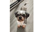 Adopt Oreo a Black - with White Shih Tzu / Mixed dog in Liberty Center