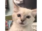 Adopt Winifred a White Siamese / Mixed cat in Abilene, TX (39145912)