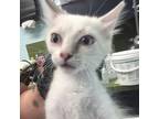 Adopt Akela a White Siamese / Mixed cat in Abilene, TX (39145909)