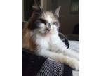 Adopt Delilan a Calico or Dilute Calico Calico (short coat) cat in Anchorage
