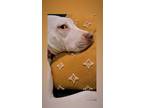 Adopt Panko a White - with Brown or Chocolate Dogo Argentino / Staffordshire