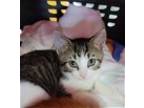 Adopt Napy Lopez a Brown Tabby Domestic Shorthair / Mixed (short coat) cat in