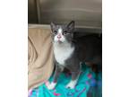 Adopt Will a Domestic Shorthair / Mixed (short coat) cat in Grand Forks