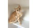 Adopt Ruler a Domestic Shorthair / Mixed (short coat) cat in Grand Forks