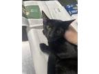 Adopt Nolan a All Black Domestic Shorthair / Domestic Shorthair / Mixed cat in