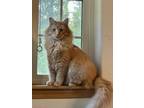 Adopt Cheddar a Cream or Ivory (Mostly) Domestic Longhair (long coat) cat in